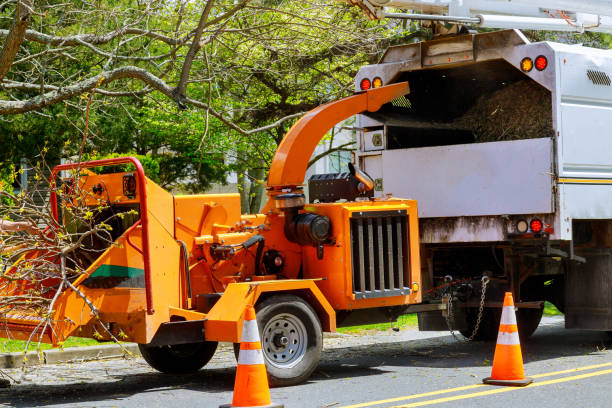 Best Tree Removal Services  in Hudson, NC